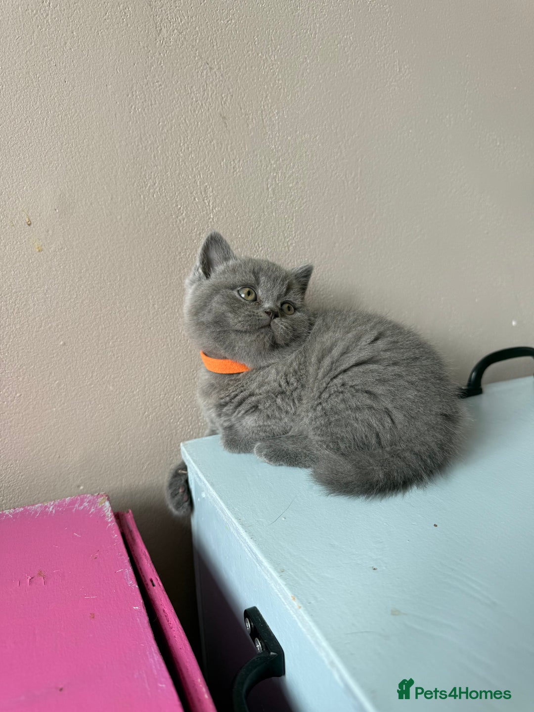 British Shorthair cats for sale: Pedigree BSH Last Female kitten ready to go!! - Image 22