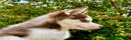 Siberian Husky dogs for sale: Beautiful Purebred Red Siberian Husky Girls - Advert 6