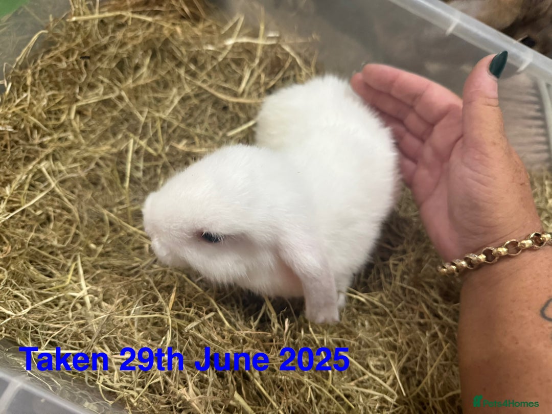 Mini Lop rabbits for sale: Baby MALE lops for sale READY NOW - Image 8