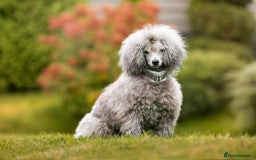 Miniature Poodle dogs for stud: ✨SILVER MINIATURE POODLE STUD✨ - Image 4