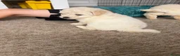 Poochon dogs for sale: Outstanding F1 health tested puppies - Advert 9
