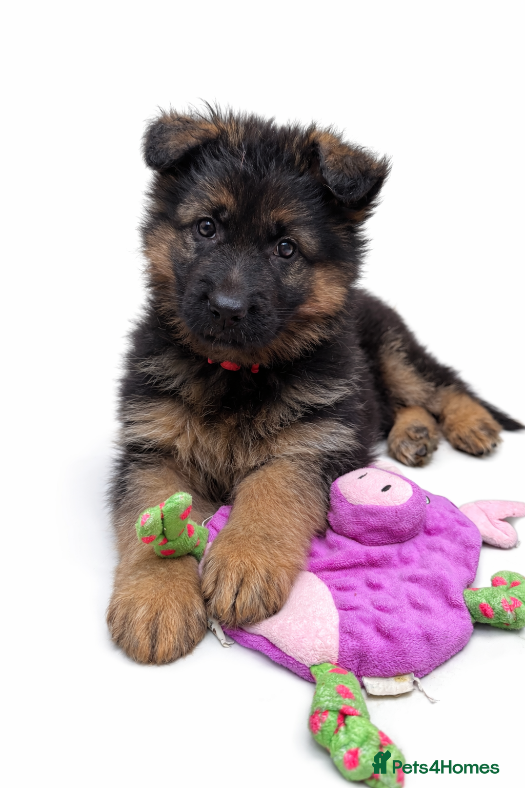 German Shepherd dogs KC REG Long coated German Shepherd puppies  - Advert 12