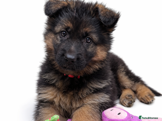 German Shepherd dogs KC REG Long coated German Shepherd puppies - Advert 12