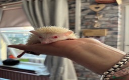 Pygmy Hedgehog rodents for sale: Stunning baby African Pygmy hoglets - Image 8