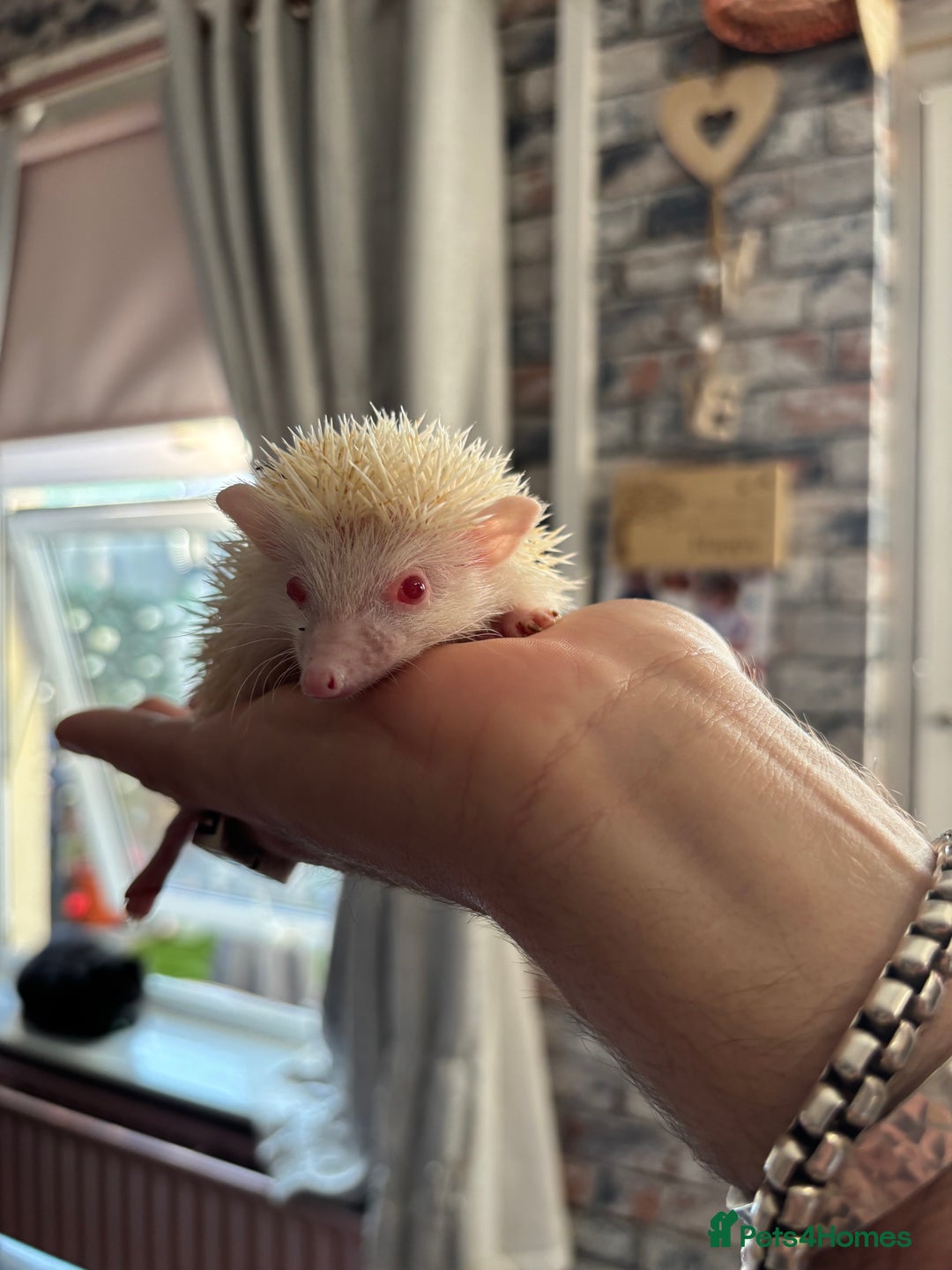 Pygmy Hedgehog rodents for sale: Stunning baby African Pygmy hoglets - Image 8
