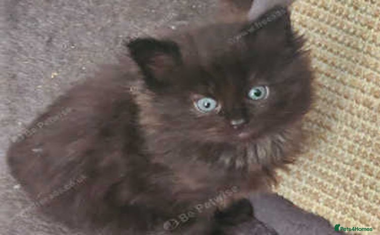 Maine Coon cats - Advert 16