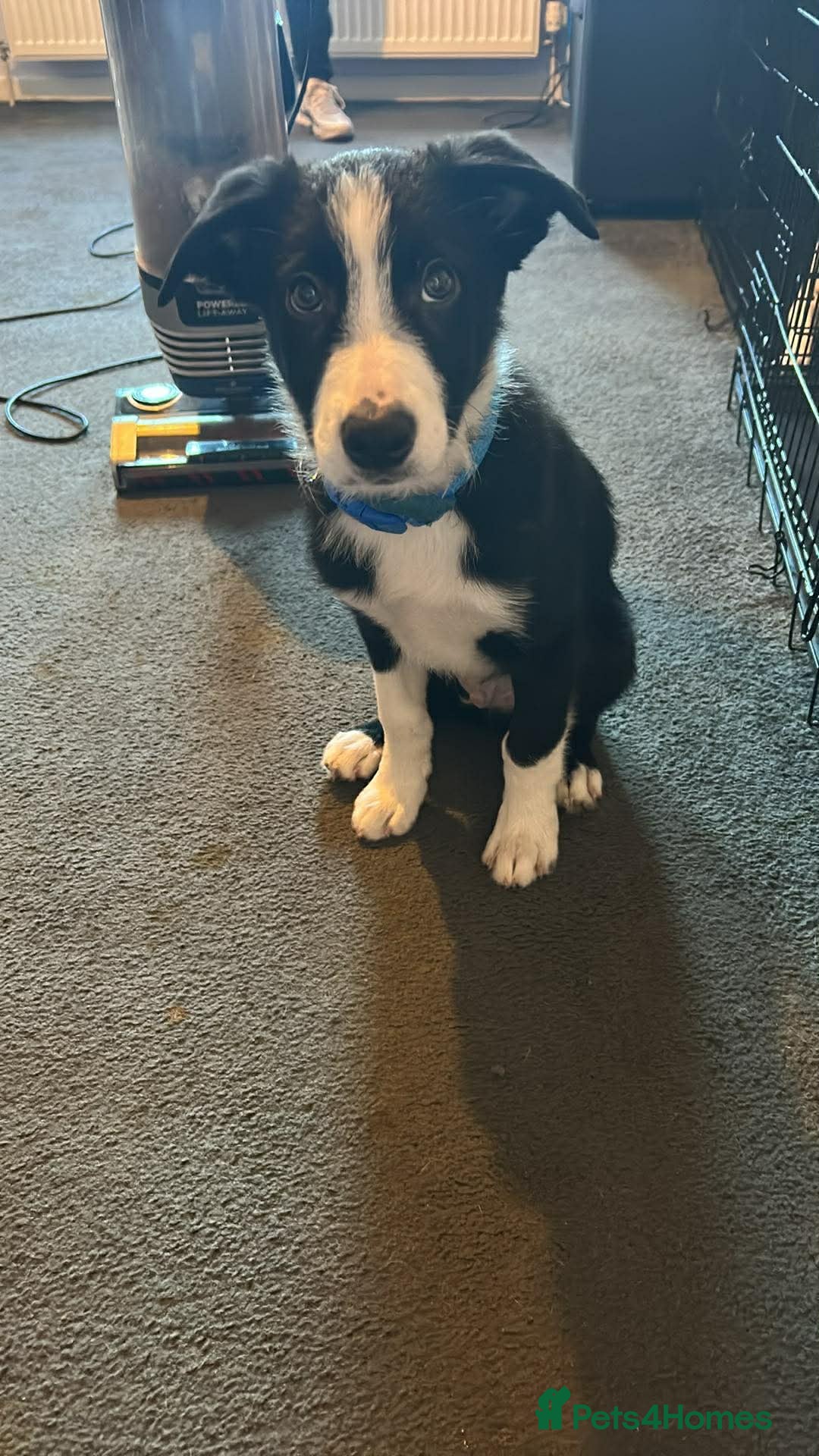 Border Collie dogs for sale: Male border collie pup - Advert 1