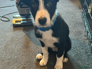 Border Collie dogs Male border collie pup - Advert 1