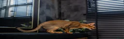 Abyssinian cats for sale: Majestic Abyssinian Boy-READY NOW-Champion Line - Advert 21