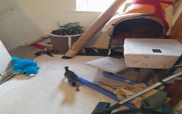 Mixed Breed cats for sale: Kittens available  - Image 13
