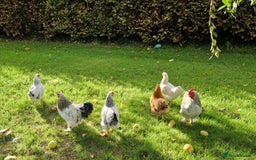 Chickens poultry for sale: Pekin bantams for sale  - Image 3