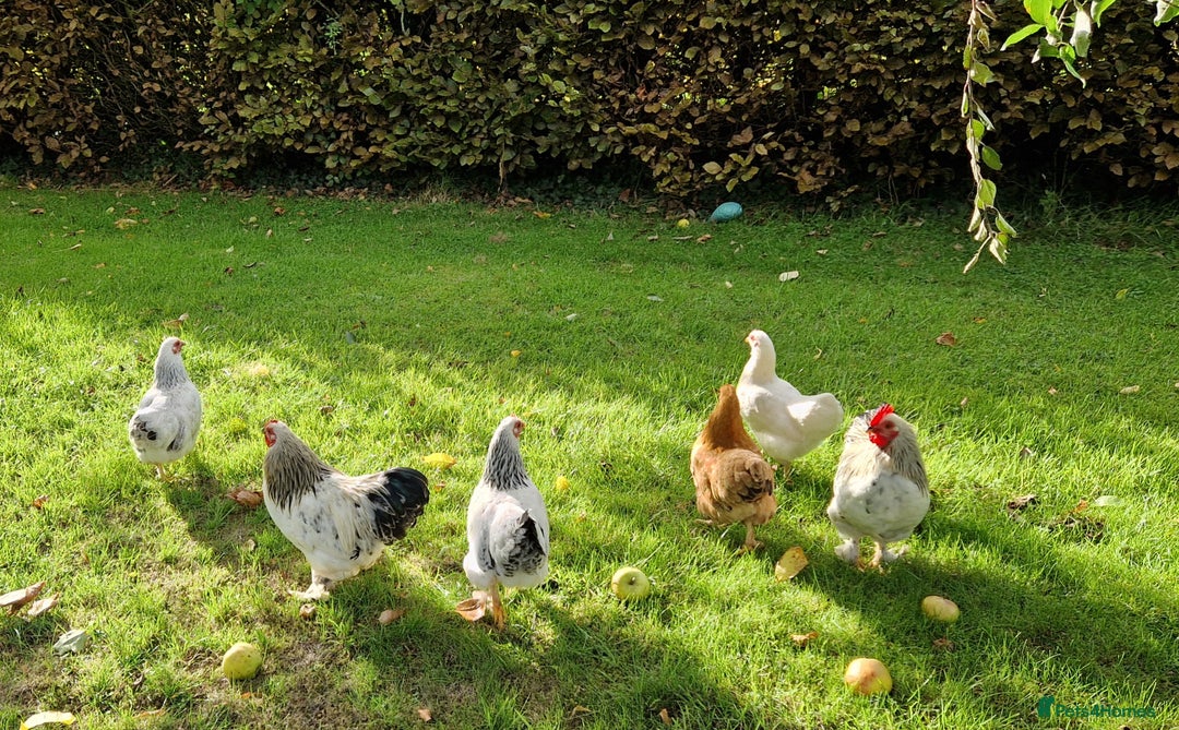 Chickens poultry for sale: Pekin bantams for sale  - Image 3