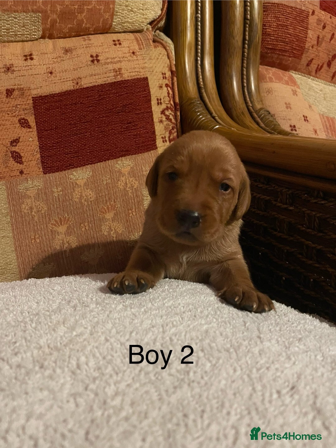 Labrador Retriever dogs for sale: KC Registered Fox Red Labrador Puppies  - Advert 3