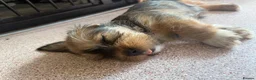 Mixed Breed dogs for sale: Gorgeous puppys wire hair dashhone/Shih Tzu - Advert 12