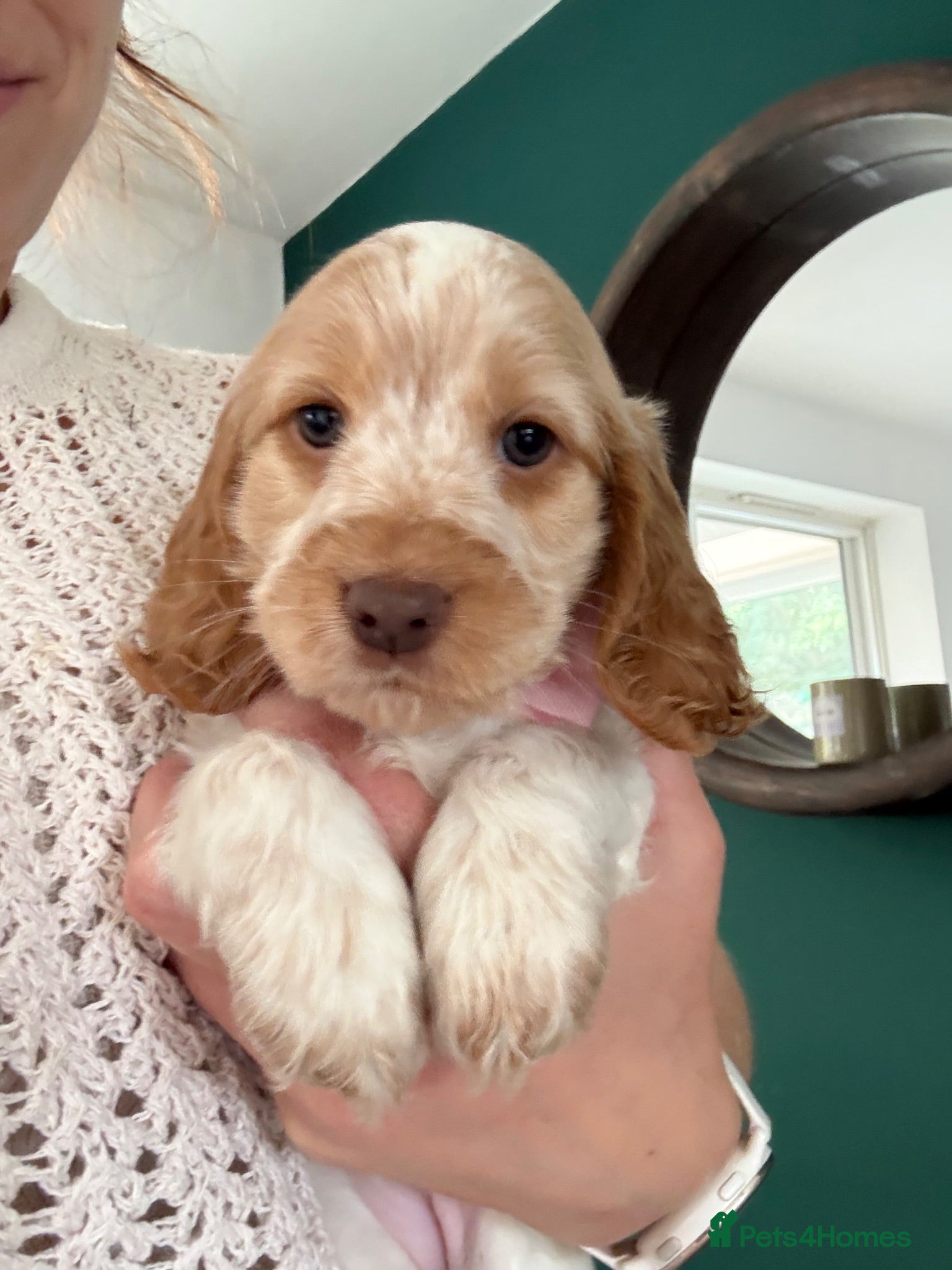 Cocker Spaniel dogs KC Reg, Show Cocker Spaniel pups, 100% clear - Advert 1
