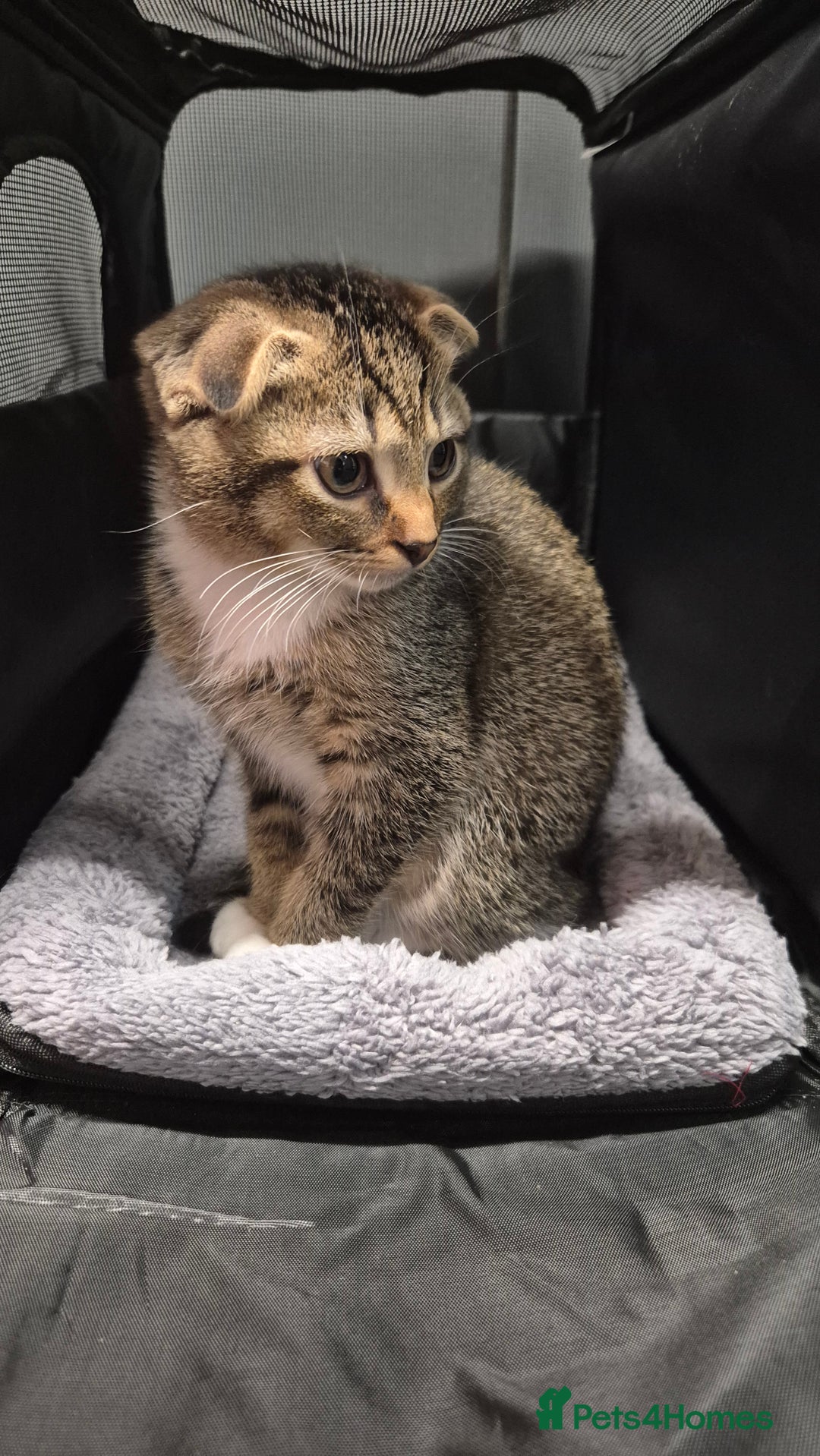 Scottish Fold cats for sale: LAST GOLDEN SHADED GIRL SCOTTISH FOLD GIRL LEFT - Advert 2