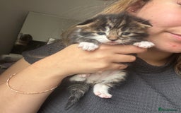 Mixed Breed cats for sale: *ONE LEFT* Beautiful long hair kittens - Advert 18