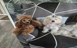 Maltipoo dogs for sale: 5 ⭐️ small Maltipoo’s puppy’s  - Advert 9