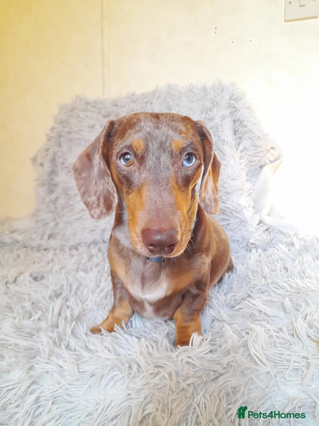 Miniature Dachshund dogs for stud: KC Chocolate dapple boy for stud very gentle. in Skegness - Advert 4