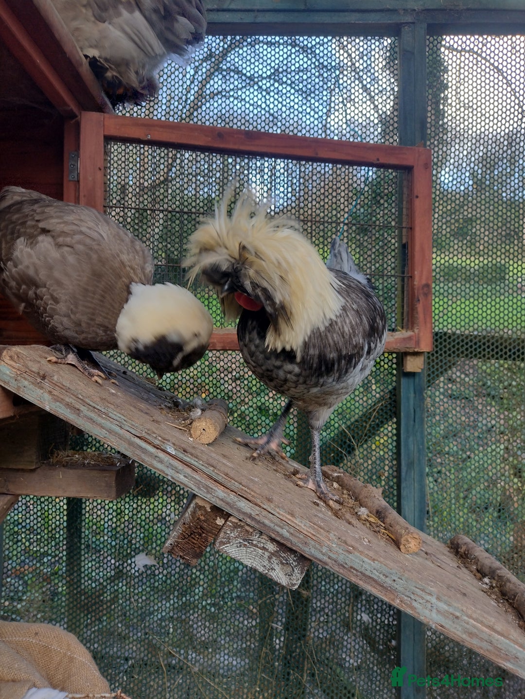Chickens poultry for sale: Three beautiful cockrels looking for a new home - Advert 5