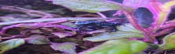 Frog reptiles for sale: Dendrobates tinctorius + full set up in Sheffield - Advert 5