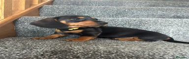 Miniature Dachshund 2