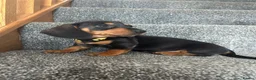 Miniature Dachshund dogs for sale: Beautiful puppies in Wisbech - Advert 4