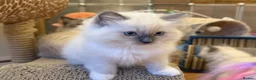 Ragdoll cats for sale: GCCF Registered Ragdoll  - Advert 9