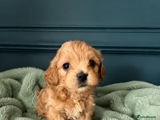 Maltipoo dogs for sale: Toy Asian Mum/Korean Dad bred Maltipoo puppies - Advert 1