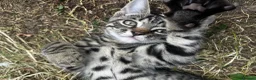 Mixed Breed cats for sale: Stunning tabby kittens - Advert 7
