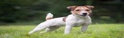Parson Russell dogs for sale: Parsons Russell Puppies - Advert 2