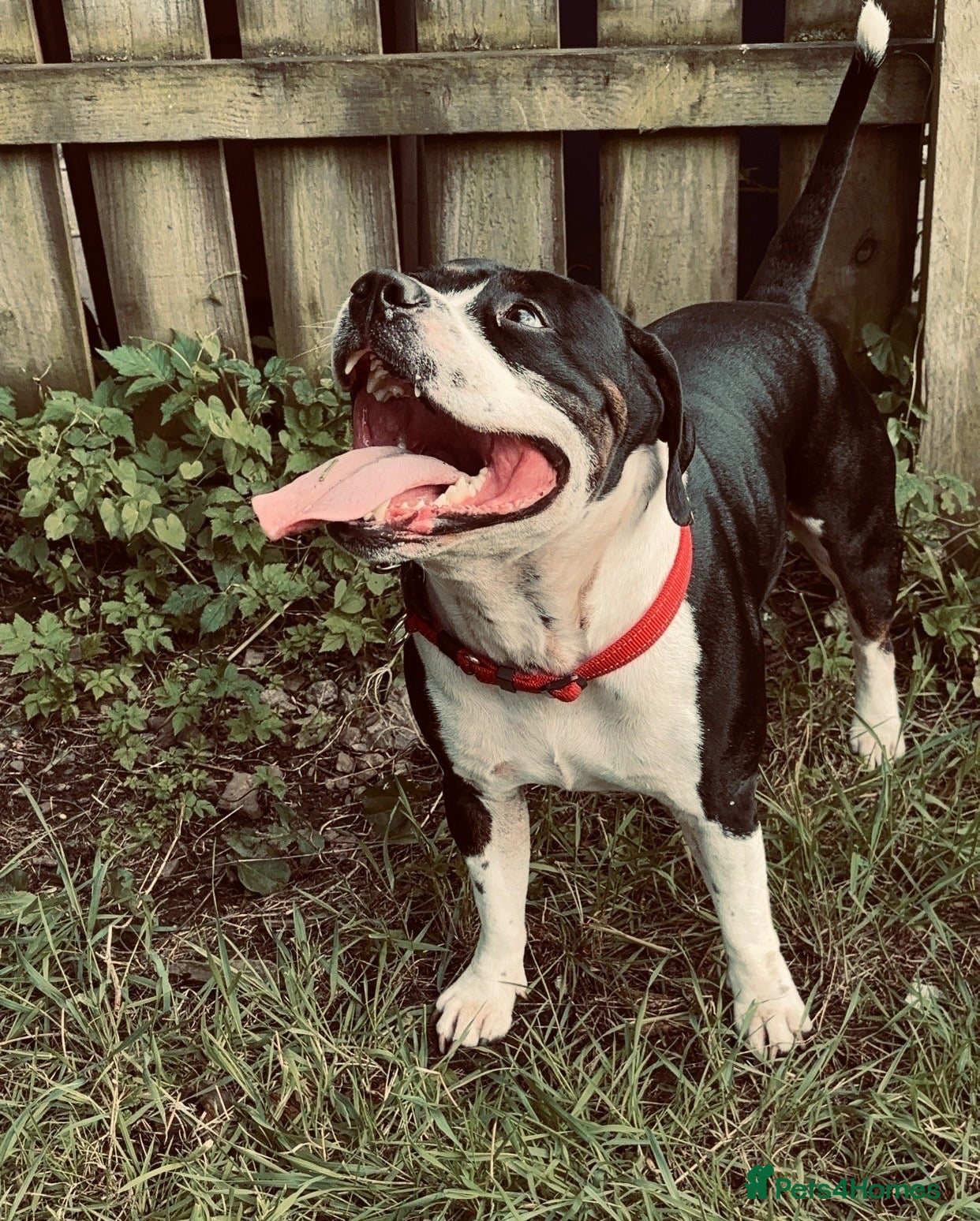 American Bull Staffy dogs Staffy for Rehoming”. - Advert 1