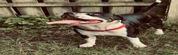 American Bull Staffy dogs for sale: Staffy for Rehoming”. in Paisley - Advert 1