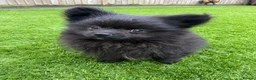 Pomeranian dogs for stud: STUD ONLY - Black Pom x Papillon  - Advert 3