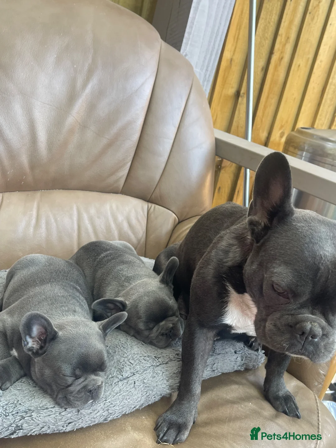 French Bulldog dogs for sale:  Adorable French Bulldog Puppies ❤️🐾 - Advert 2