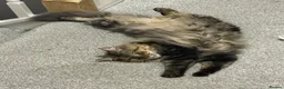 Mixed Breed cats for sale: Long haired female tabby - Advert 4