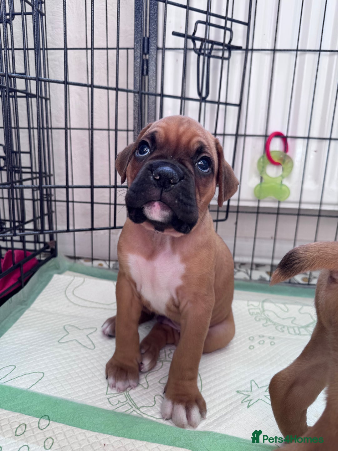 Boxer dogs for sale: 1 Female Boxer X Puppies-Ready Now - Image 24