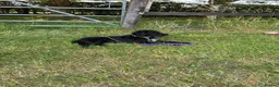 Mixed Breed dogs for sale: Jack russell x bedlington terrier  - Advert 6
