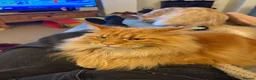 Maine Coon cats for sale: Female Adult GCCF Maine Coon Cat - Advert 3