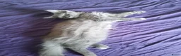 Persian cats for sale: Fluffy Persian Gray kittens looking for their home - Advert 5