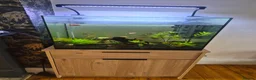 Other/Mixed Breed fish for sale: Fish tank and Fish free to a good home in Whyteleafe - Advert 3