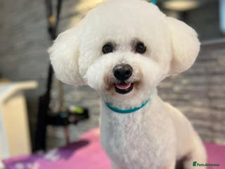 Bichon Frise dogs Bichon Frise for stud in Milton Keynes - Advert 1