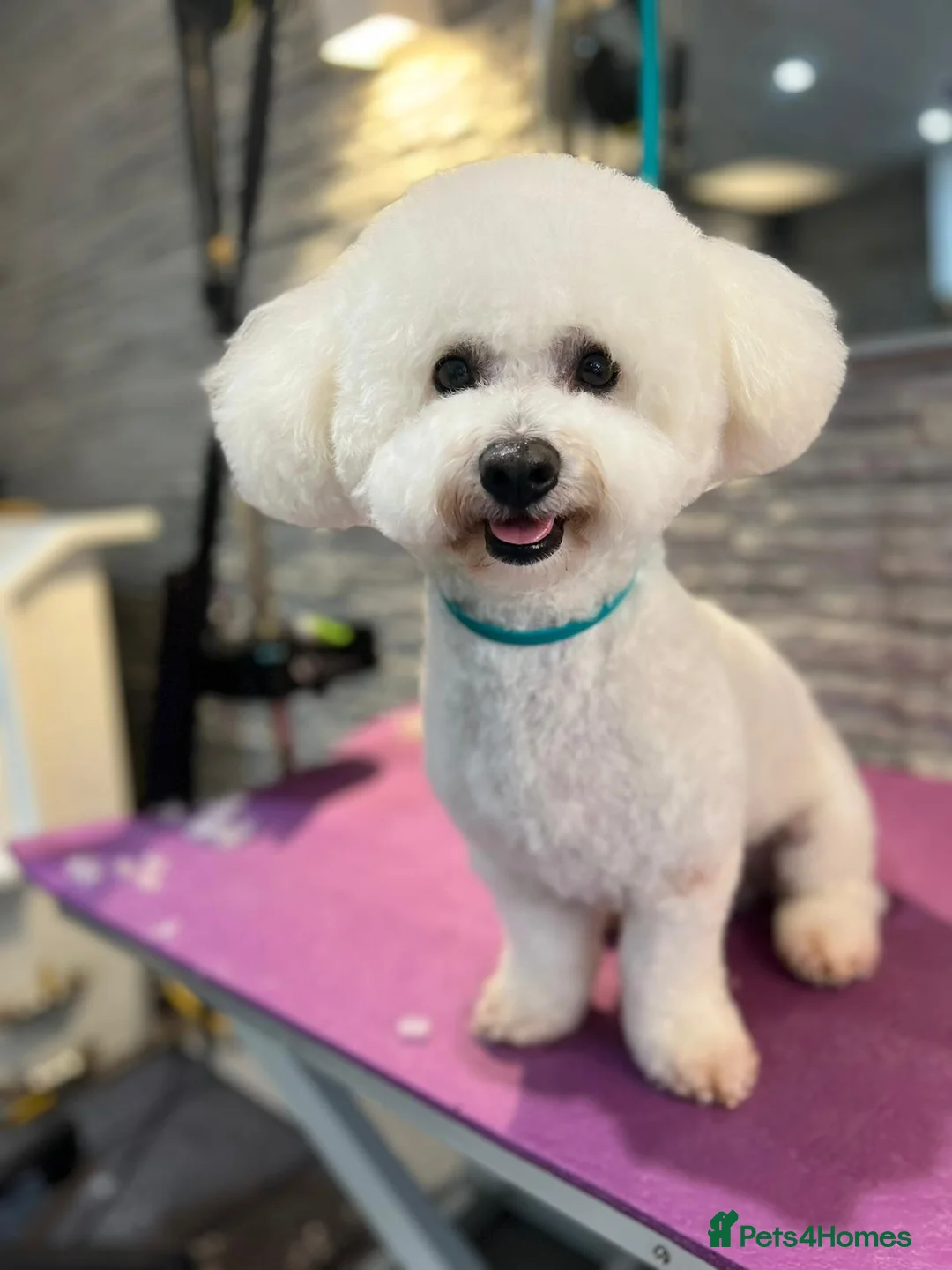 Bichon Frise dogs for stud: Bichon Frise for stud in Milton Keynes - Advert 1