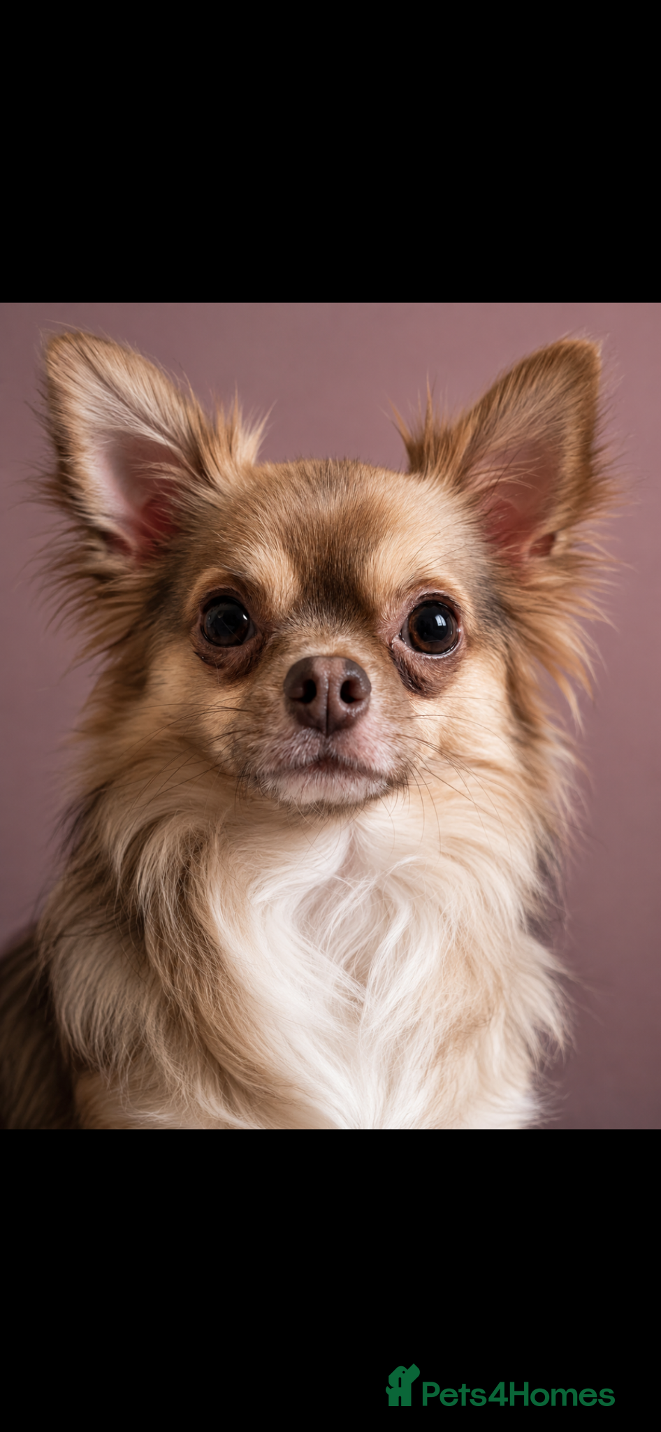 Chihuahua dogs 🐾 stunning long hair Chihuahua for stud   🐾 - Advert 9
