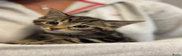 Savannah cats for sale: Stunning Savannah cross kittens, mum TICA reg - Advert 16
