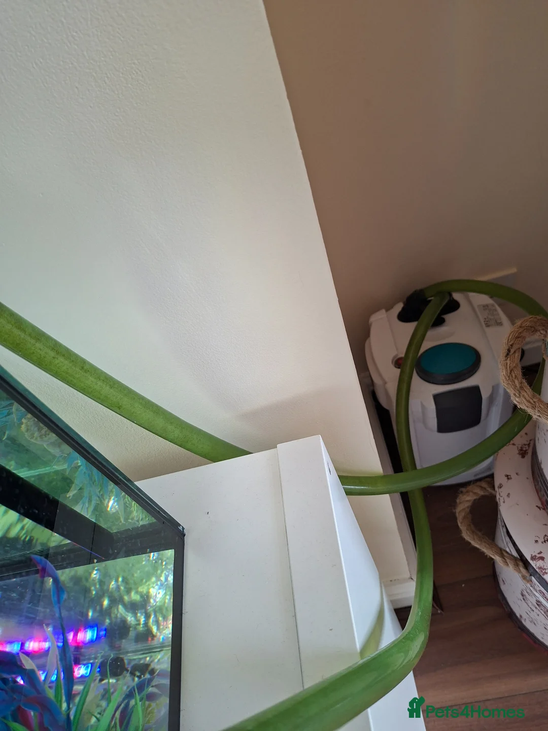 Turtle reptiles for sale: Reeves turtle with full set up - Advert 10