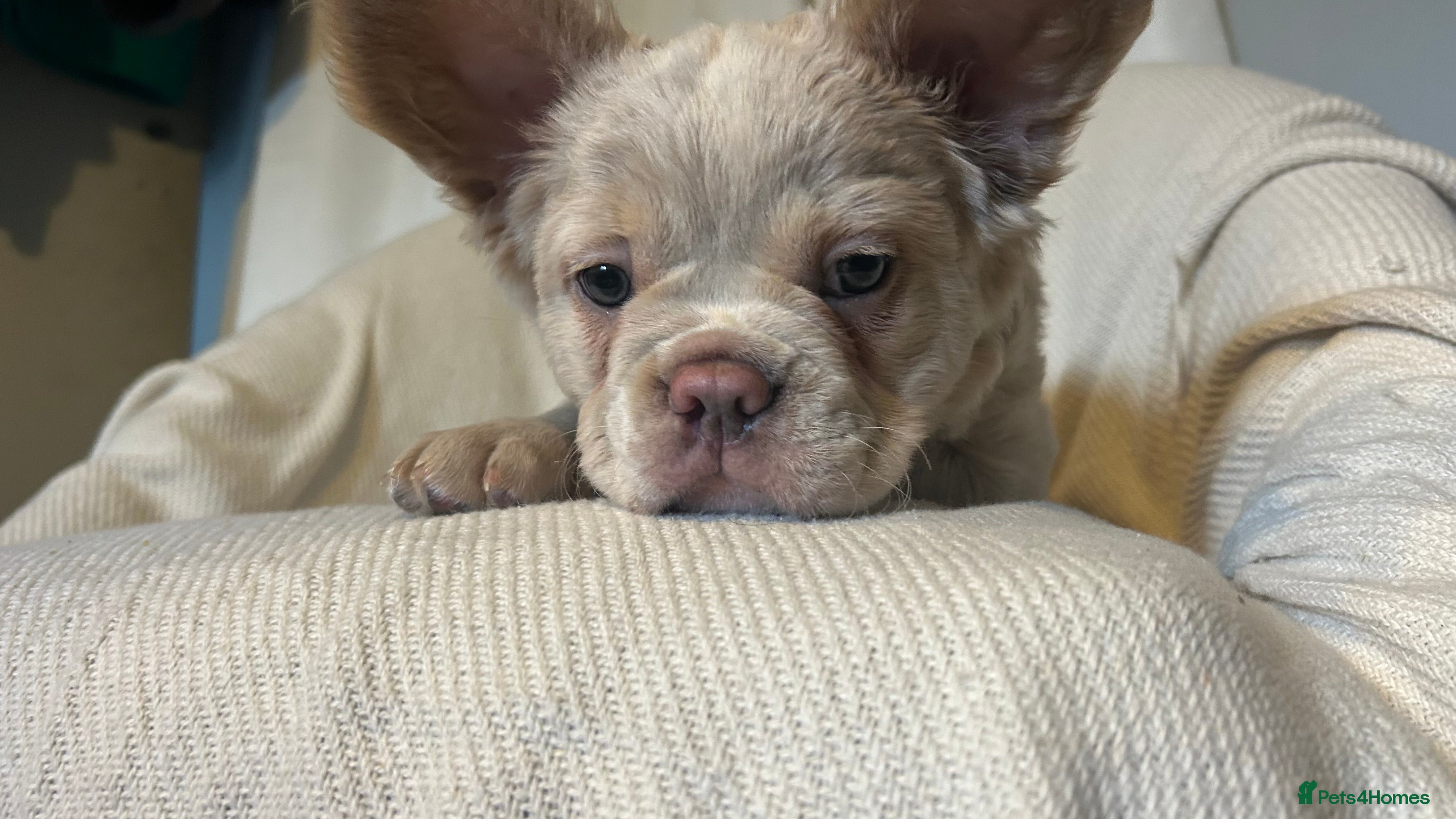 French Bulldog dogs Female frenchie puppy ready for new home - Advert 1