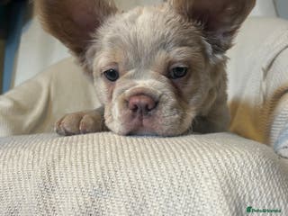 French Bulldog dogs Female frenchie puppy ready for new home - Advert 3