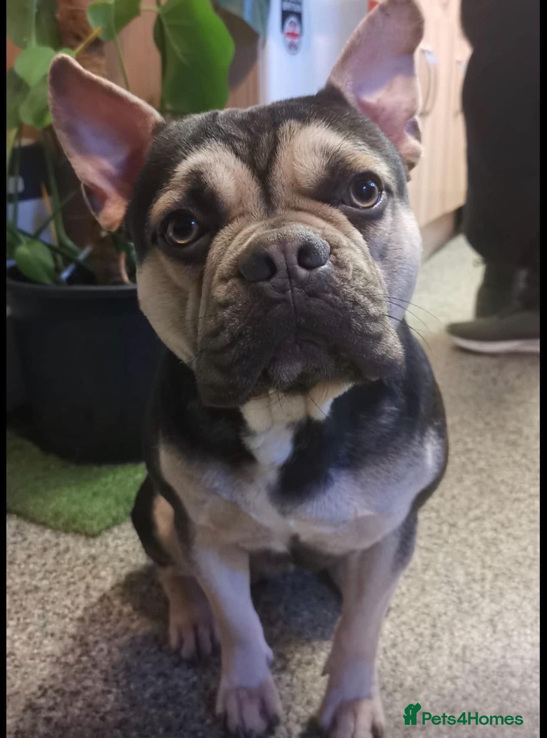 French Bulldog dogs for sale: Male French Bulldog, please read description  - Image 2