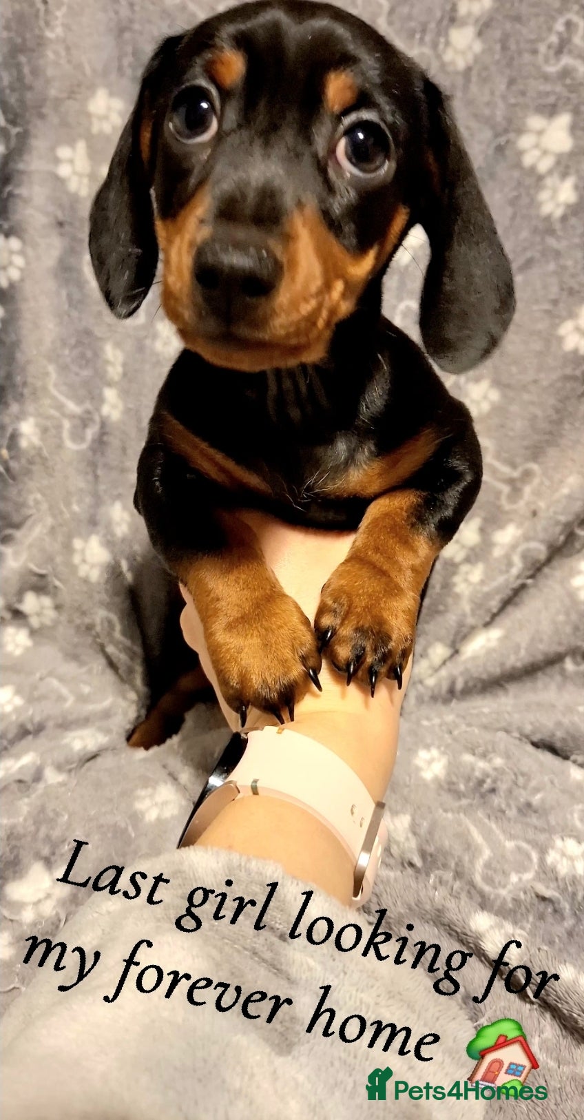 Miniature Dachshund dogs Miniature Dachshunds  - Advert 9